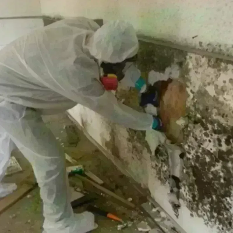 Mold Remediation and Removal in Bourbon County, KS